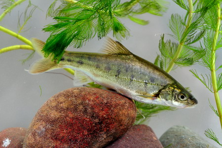 电子游戏app下载安装