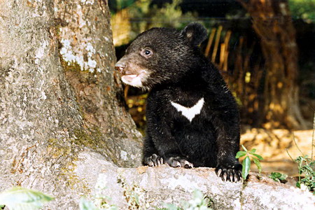 电子游戏app下载安装