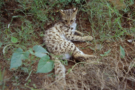 电子游戏app下载安装