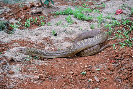 电子游戏app下载安装