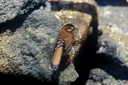 电子游戏app下载安装
