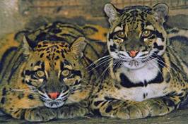 电子游戏app下载安装