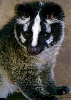 电子游戏app下载安装