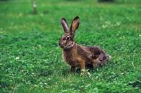 电子游戏app下载安装