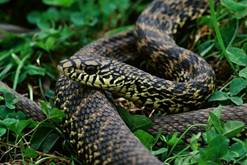 电子游戏app下载安装