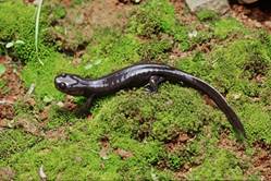 电子游戏app下载安装