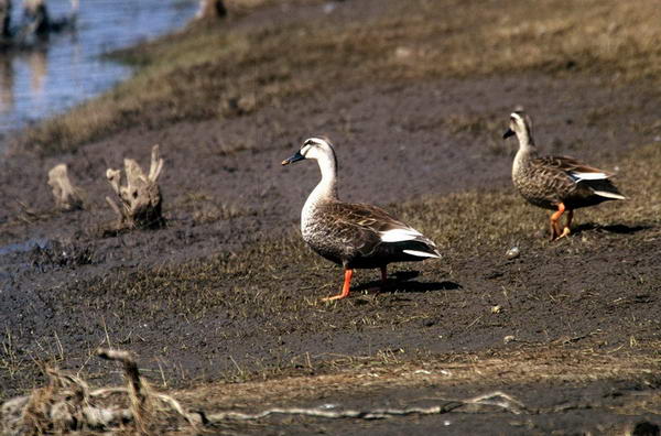 电子游戏app下载安装
