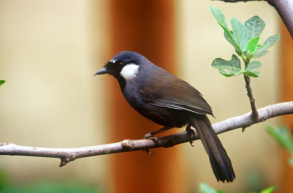 电子游戏app下载安装