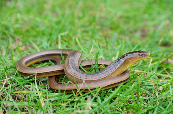 电子游戏app下载安装