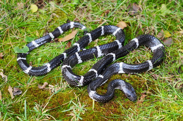 电子游戏app下载安装