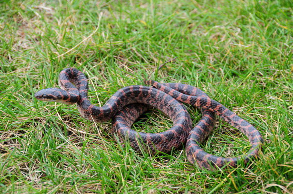 电子游戏app下载安装