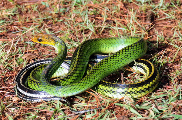 电子游戏app下载安装