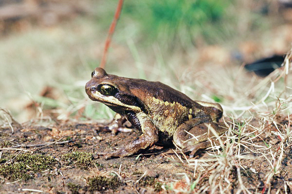 电子游戏app下载安装