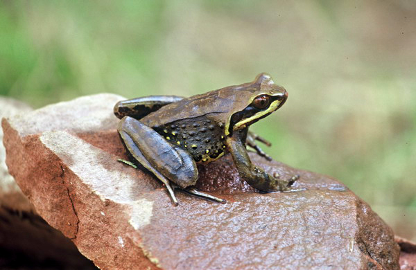 电子游戏app下载安装