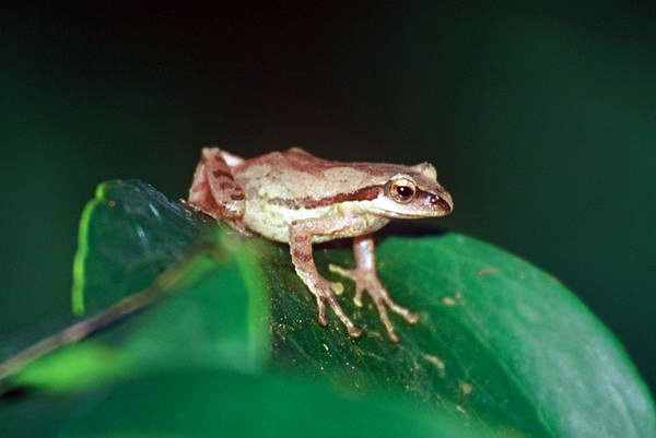 电子游戏app下载安装