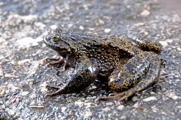 电子游戏app下载安装