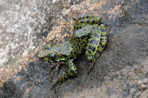 电子游戏app下载安装