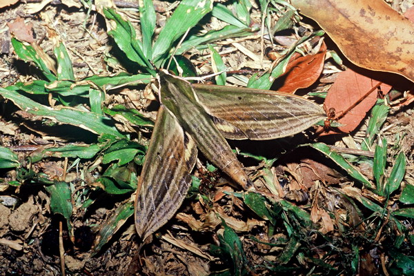 电子游戏app下载安装