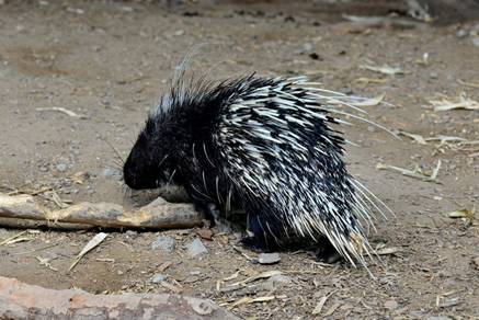 电子游戏app下载安装