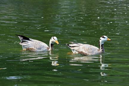 电子游戏app下载安装