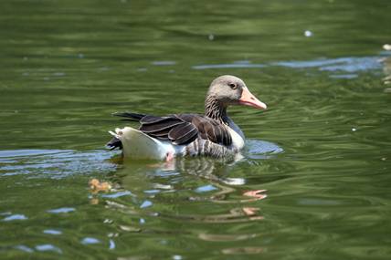 电子游戏app下载安装