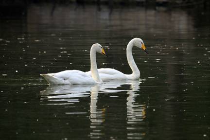 电子游戏app下载安装