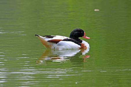 电子游戏app下载安装