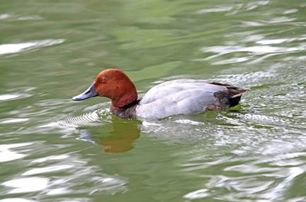 电子游戏app下载安装