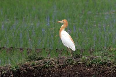 电子游戏app下载安装