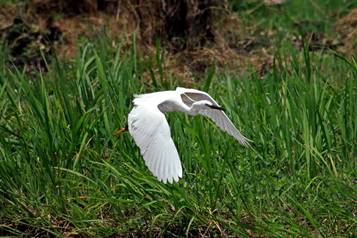 电子游戏app下载安装