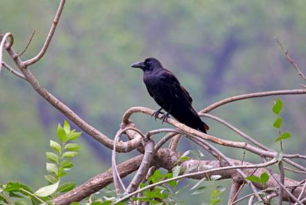 电子游戏app下载安装