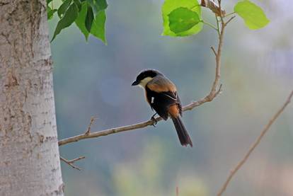 电子游戏app下载安装