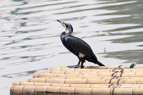 电子游戏app下载安装