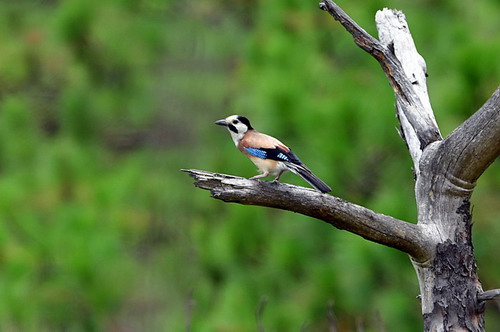电子游戏app下载安装