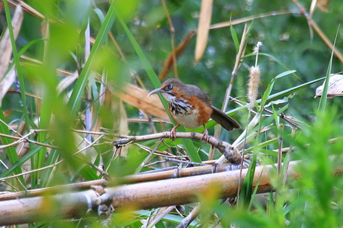 电子游戏app下载安装