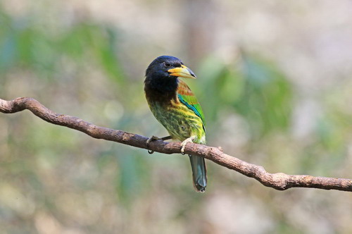 电子游戏app下载安装