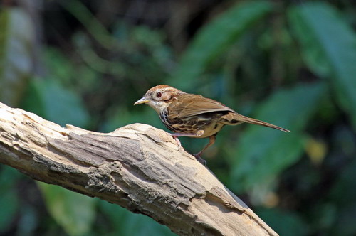 电子游戏app下载安装