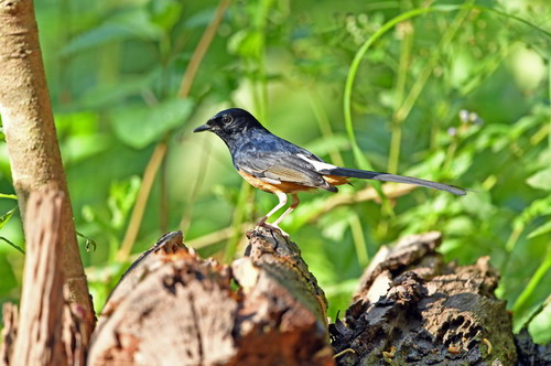 电子游戏app下载安装