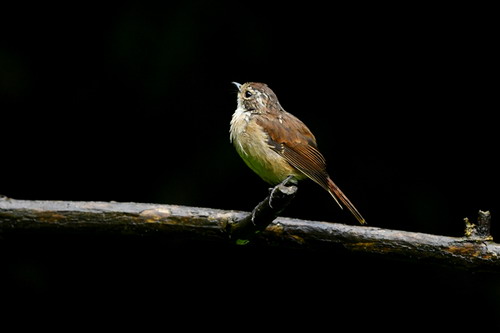 电子游戏app下载安装