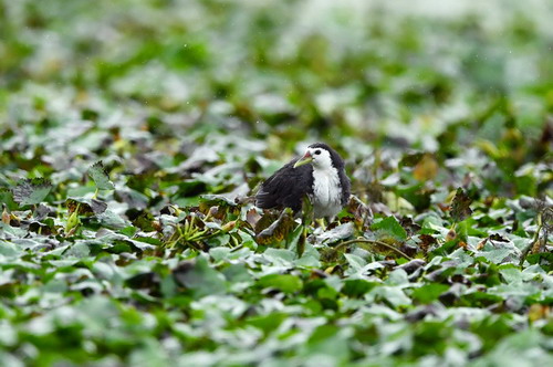 电子游戏app下载安装