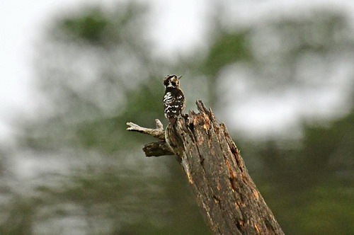 电子游戏app下载安装