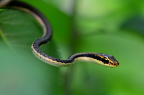 电子游戏app下载安装