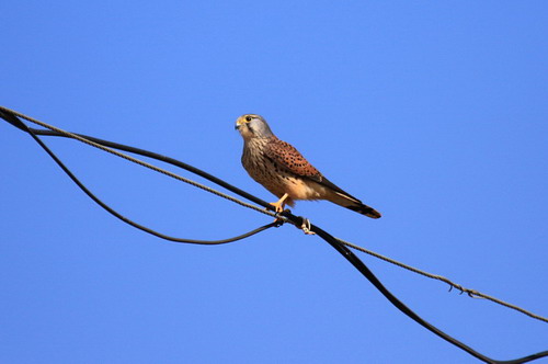 电子游戏app下载安装