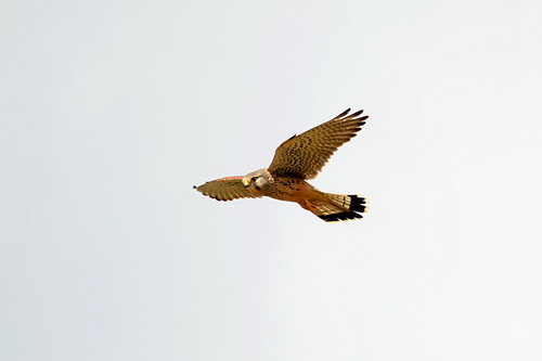 电子游戏app下载安装