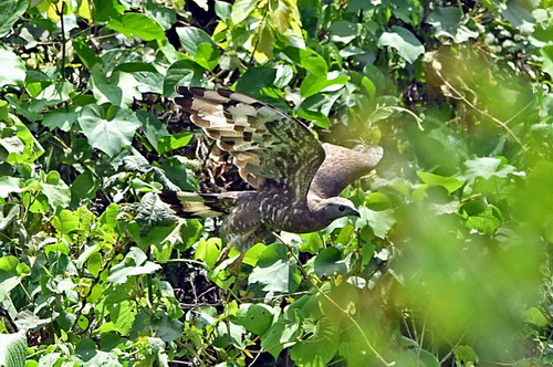 电子游戏app下载安装