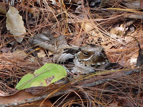 电子游戏app下载安装