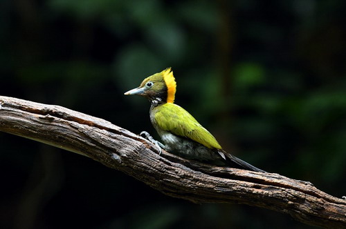 电子游戏app下载安装