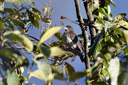 电子游戏app下载安装