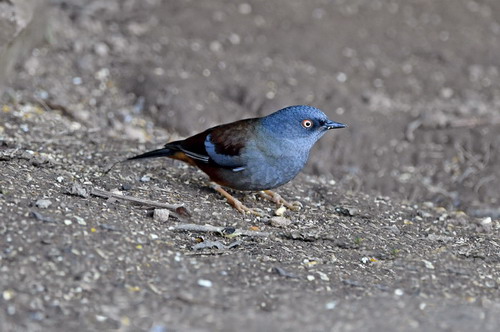 电子游戏app下载安装