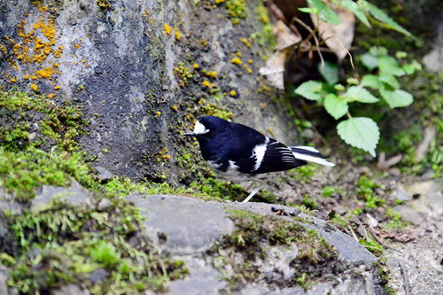 电子游戏app下载安装